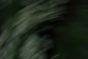 Visual of soft motion patterns in nature